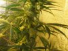 Grow09 094.jpg