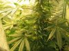 Grow09 095.jpg