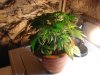 plant 010.jpg
