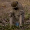 maun+-300-2.jpg