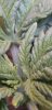 Screenshot_20201228-123928_Gallery.jpg