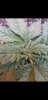 Screenshot_20201228-123936_Gallery.jpg
