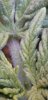 Screenshot_20201228-123933_Gallery.jpg