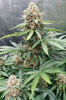 tangie1wk11.PNG