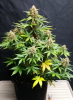 tangie1a.PNG