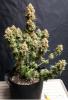 tangie1b.PNG