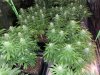 IMG-20201228-WA0001.jpg