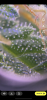 FFBA34F8-B4C9-42EE-9184-5B2C44DEF0A2.png