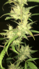8C652326-24CA-4861-9DDC-F4724B67CB02.png