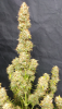 tangie2.PNG