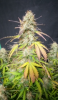 tangie3.PNG