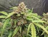 bcn_flower_sites_1_3_2021.jpg