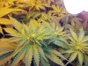 day14flowersLCH.jpg