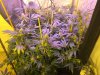 Sam - Grow 1 - day 40_image00002.jpeg