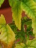 mint_closeup.jpg