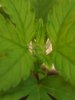 thyme_closeup.jpg
