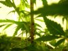 1stbuds 118.jpg