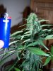 100_0673.jpg