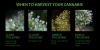 when to harvest by trichomes.png