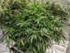 lemon_1_9_2021.jpg
