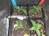 20210110_145251.jpg 20210110_145251.jpg