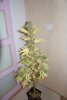 DSC08336.JPG