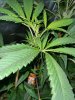 Gelato 33 x Zawtz front.jpg