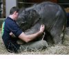 Baby-elephant-greets-his-keeper.jpg