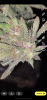 A349B9AE-D46A-41D3-A8B9-4BF417BB5939.png