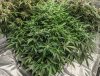 lemon_1_14_2021.jpg