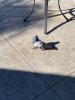 Salvador-Pigeon-02.jpg