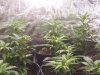 week_4_veg_008.jpg