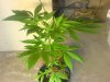 DSC00238.jpg