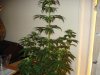 day 21 of flowering 006.jpg