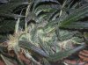 DSCN1310.jpg