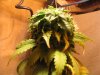 cannapics 037.jpg