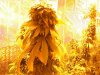 cannapics 027.jpg