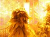 cannapics 022.jpg