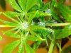 rollitup pics 034.jpg