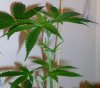 rollitup pics 004b.jpg