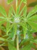 rollitup pics 032.jpg