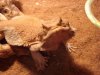 lizard 001.jpg