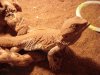 lizard 005.jpg