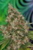 sourD.jpg
