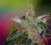 sourD4.jpg