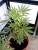 Plant29inch.jpg