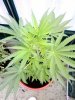 Plants29Inch.jpg