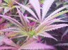 plants day 7 flower 008.jpg