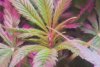 plants day 7 flower 004.JPG plants day 7 flower 004.JPG