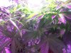 plants day 7 flower 006.jpg plants day 7 flower 006.jpg